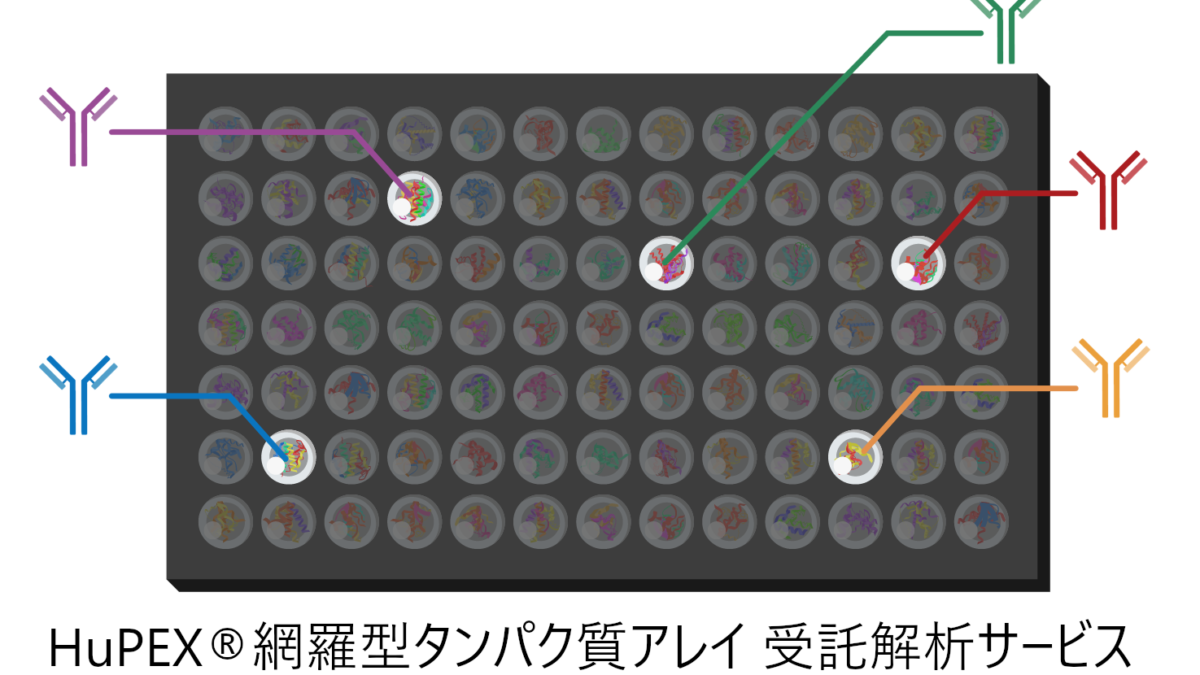 HuPEX®のウェブ対談（第1回）を2024年10月23日(水)に開催します。