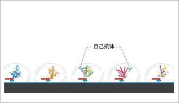 自己抗体が抗原タンパク質と結合する